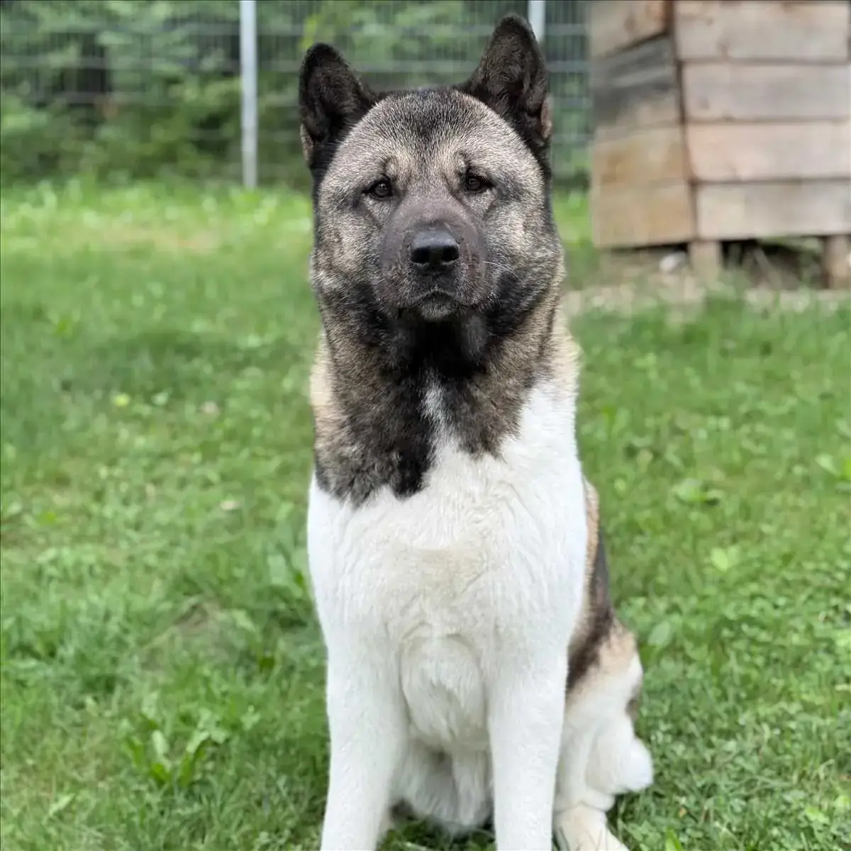 SKY - Akita - Bild 2