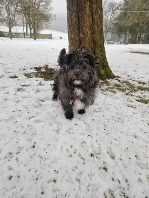 Polly – Mischling – Bild 2