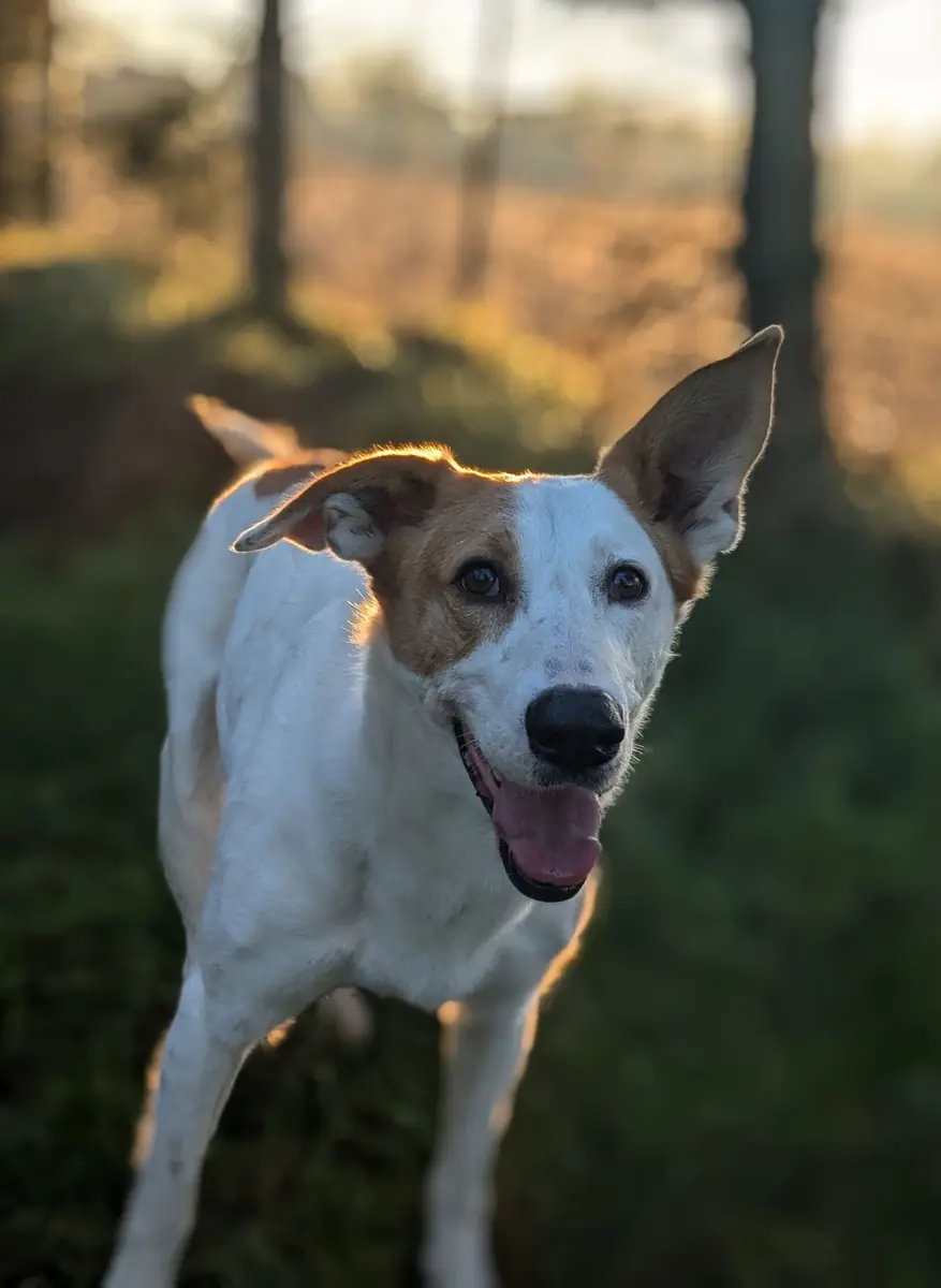 Duke - Podenco Canario - Bild 6