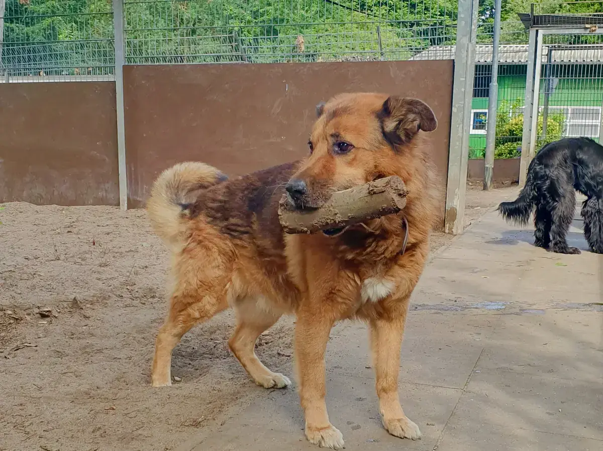 Joussi - Deutscher Schäferhund - Bild 3
