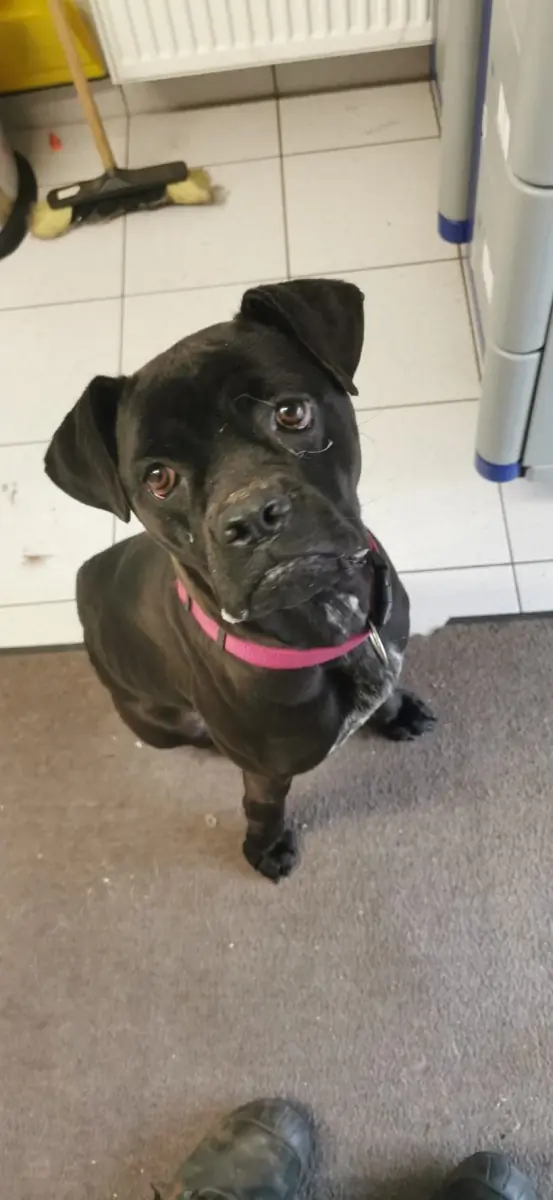 Bonnie - Cane Corso Italiano - Bild 6