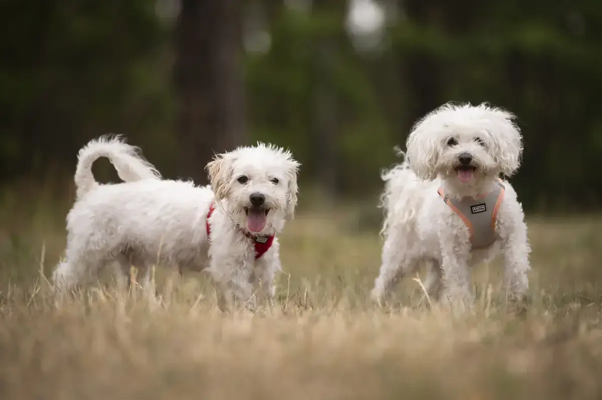 Marie und Batzi - Bichon Frisé - Bild 2
