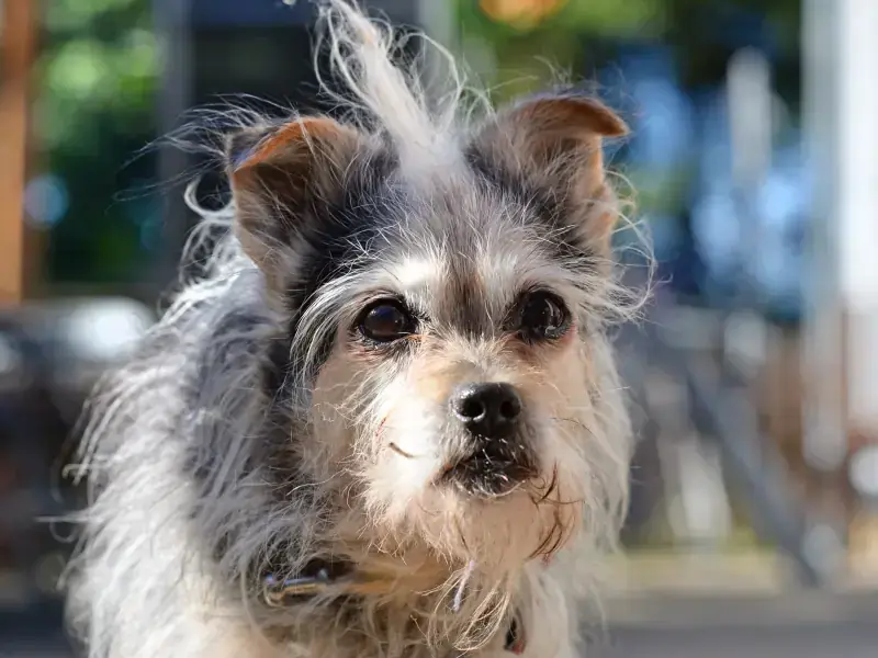 Flauschi -  - Bild 10