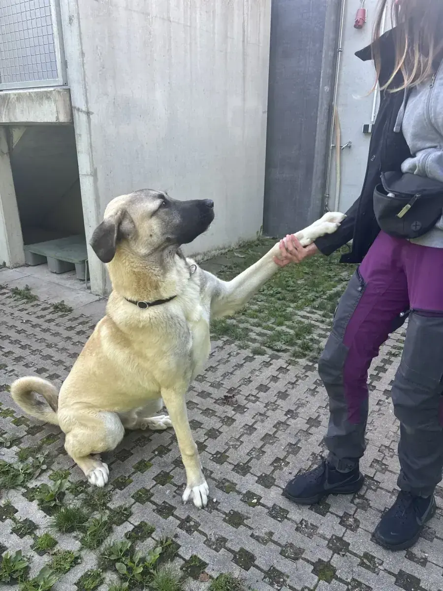Junis - Kangal-Hirtenhund - Bild 14