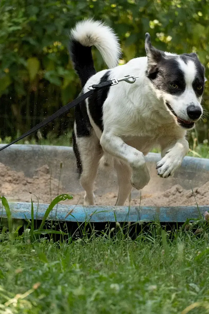 Charly -  - Bild 6