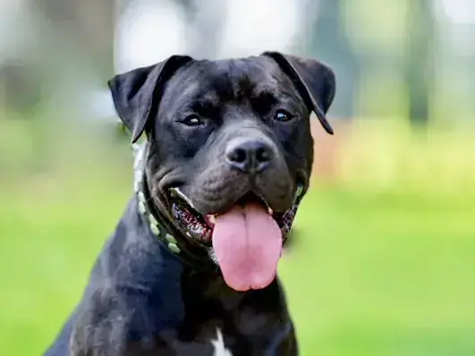 American Staffordshire Terrier-Mix Gizmo