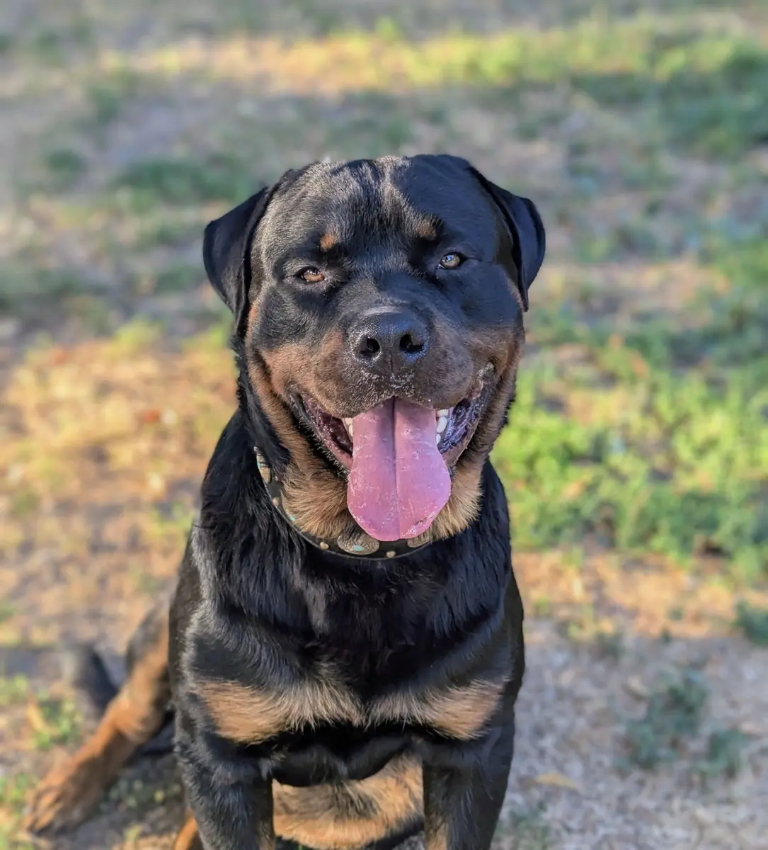 Ates - Rottweiler - Bild 1