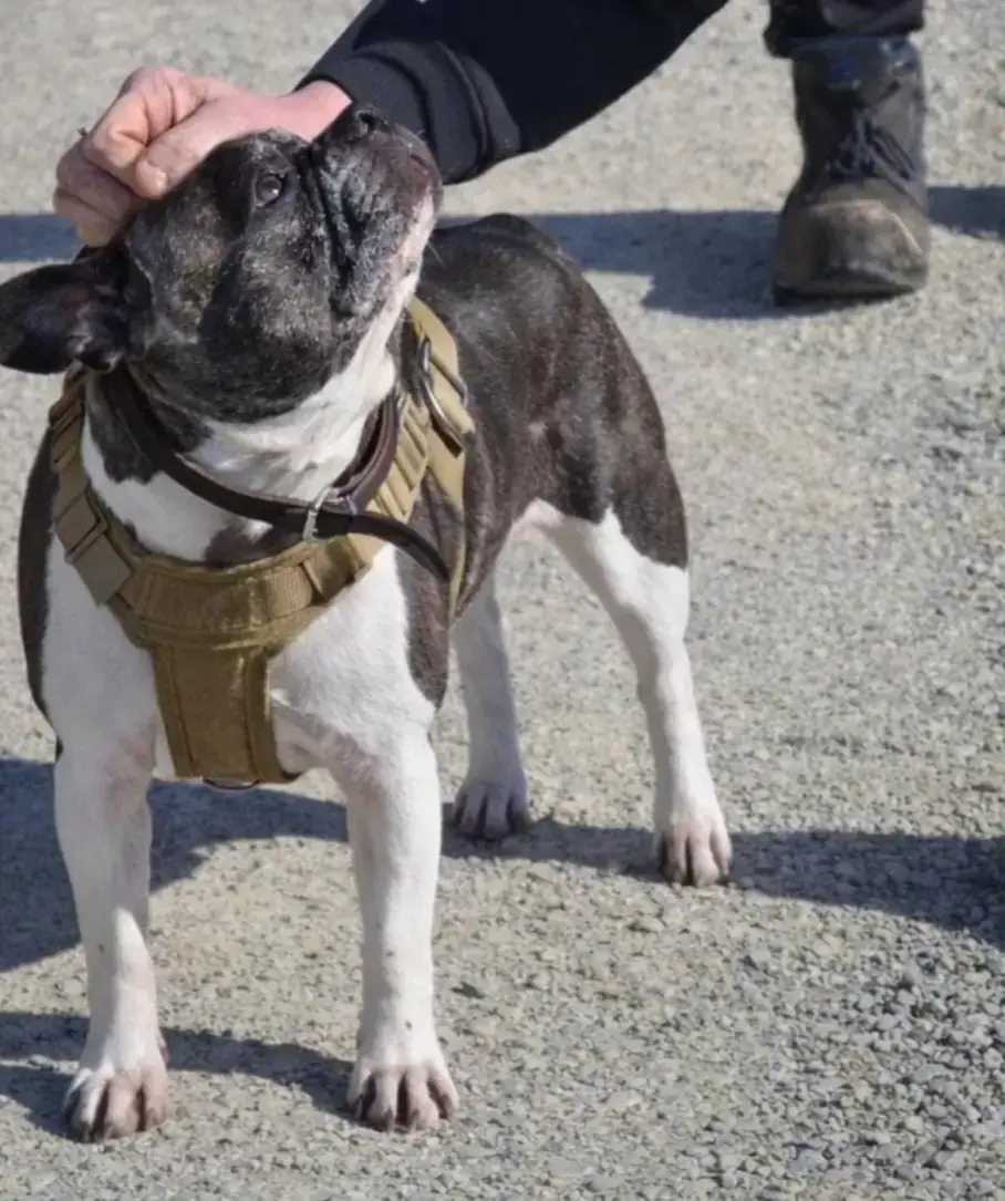 Hope - Französische Bulldogge, Chihuahua - Bild 4