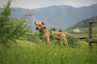 Ace – American Staffordshire Terrier – Bild 6