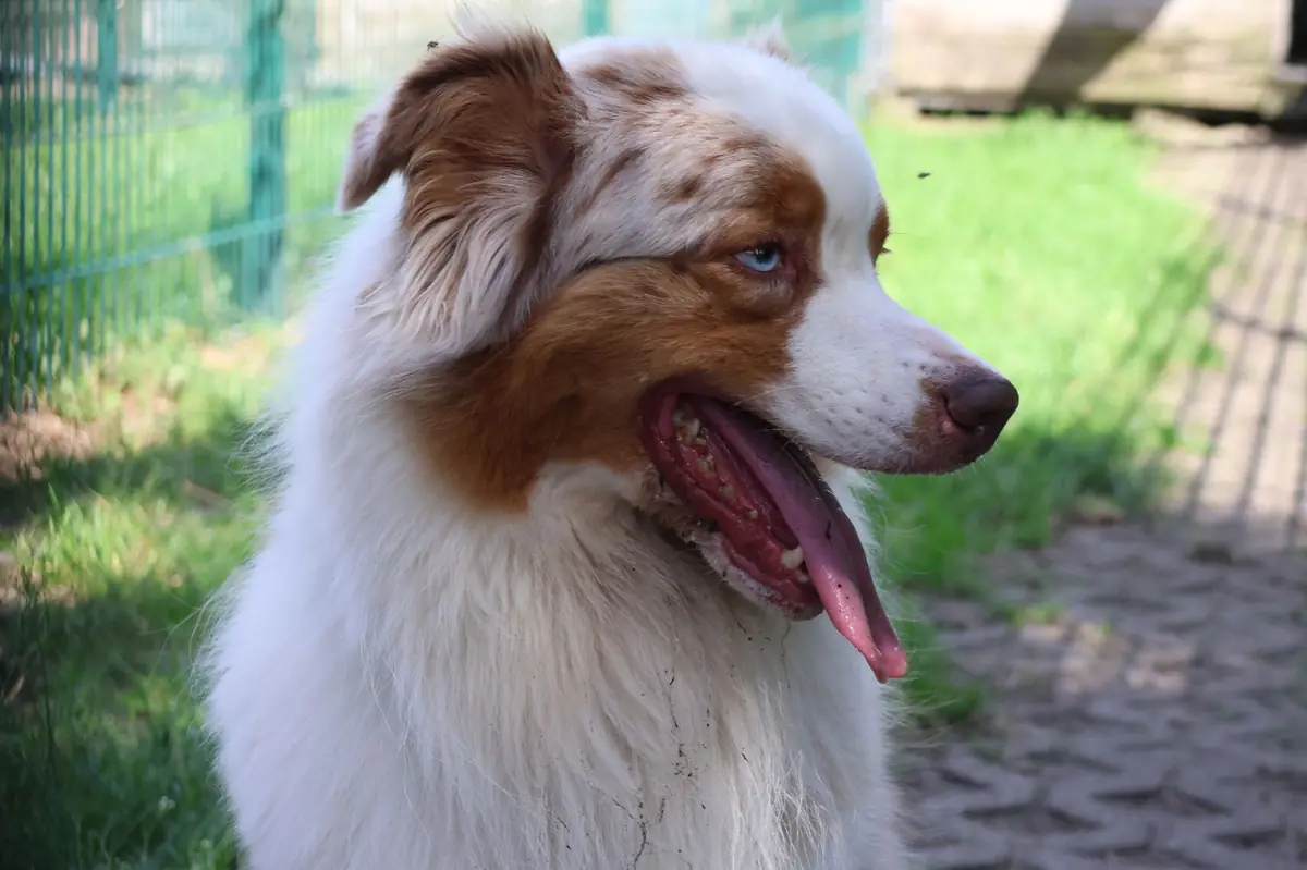 Noya - Australian Shepherd - Bild 3