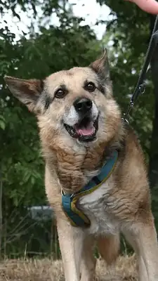 Leevi – Mischling – Bild 2