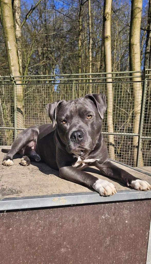 Pico - American Staffordshire Terrier - Bild 1