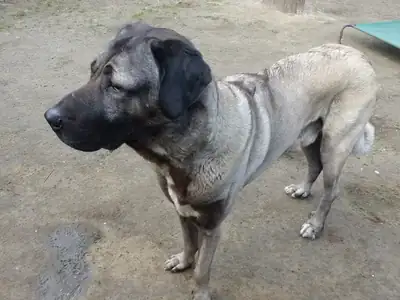 Pascha – Kangal-Hirtenhund – Bild 4
