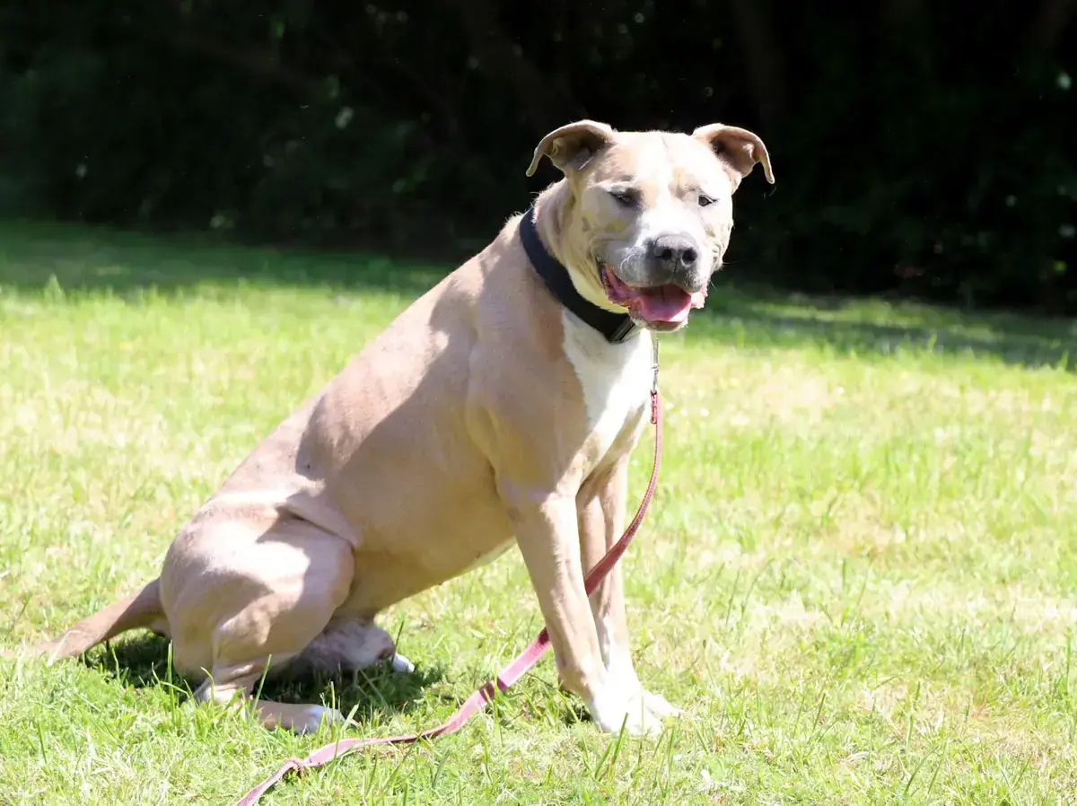 Tequila - American Staffordshire Terrier - Bild 1