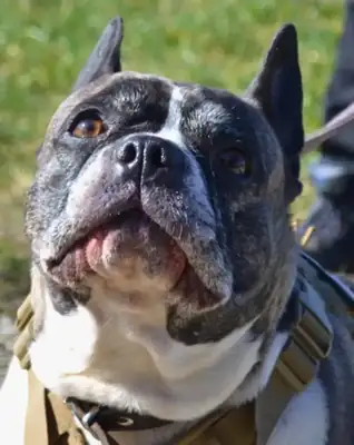 Hope – Französische Bulldogge, Chihuahua – Bild 2