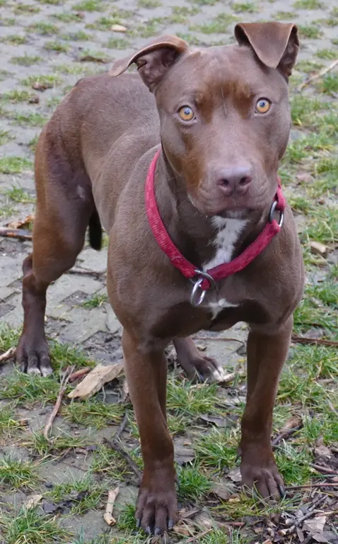 Heidi -  - Bild 3