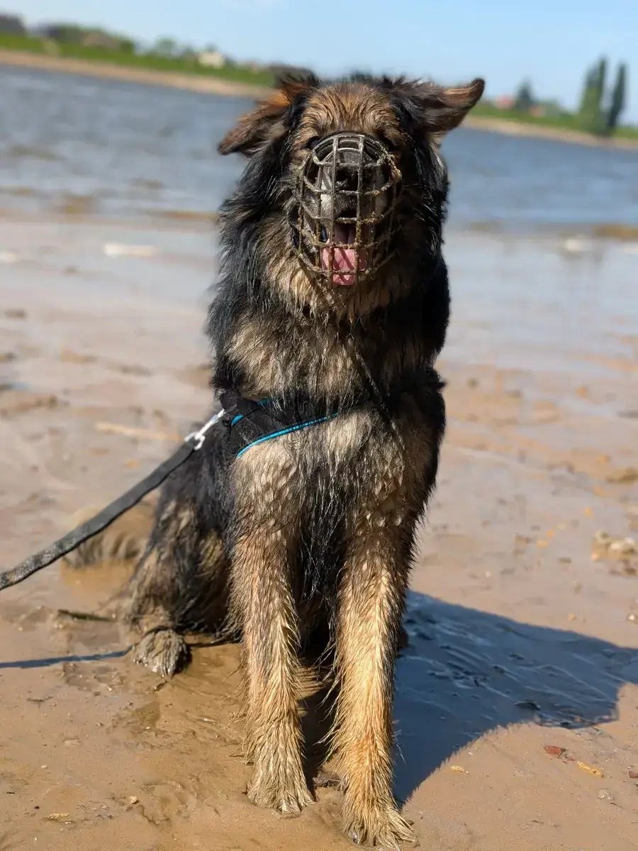 Baloo - Deutscher Schäferhund - Bild 3
