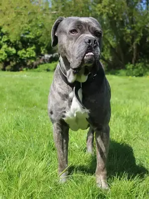 Beelzebub – Cane Corso Italiano – Bild 3