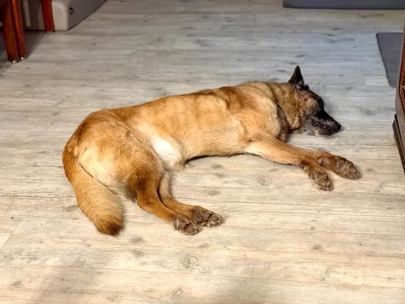 Tina II -  - Bild 20