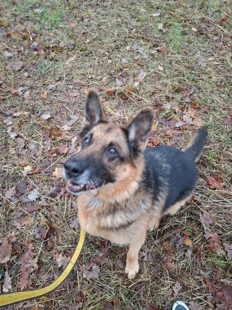 Aaron - Deutscher Schäferhund - Bild 11