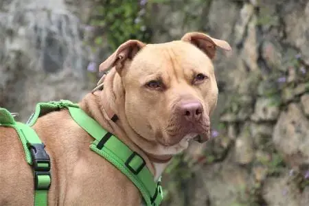 American Staffordshire Terrier Ace