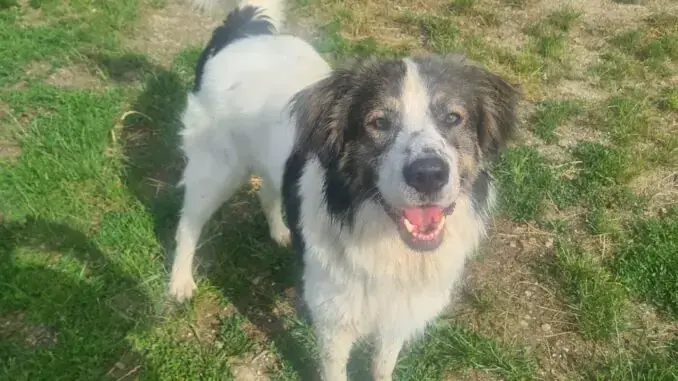 Georgie -  - Bild 1
