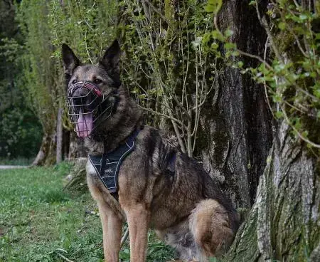 Mexx - Deutscher Schäferhund - Bild 3