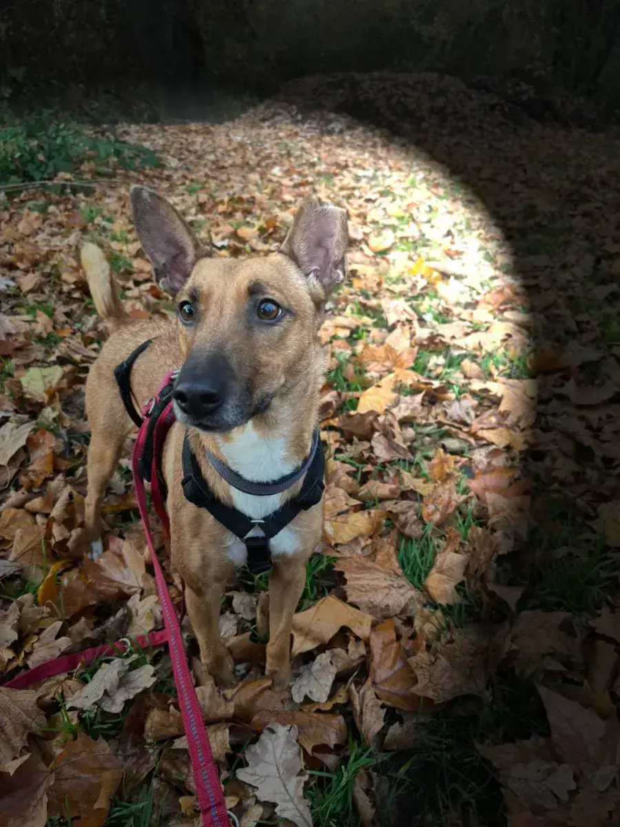 Mix Layla