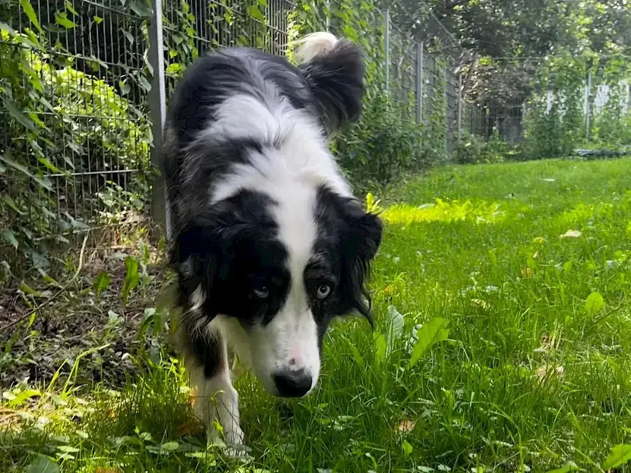 Mogli - Australian Shepherd - Bild 3