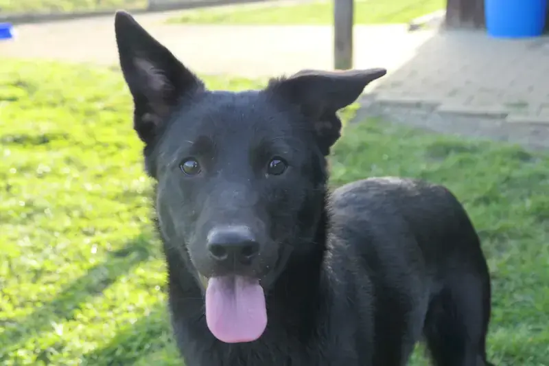 Mishka - Deutscher Schäferhund - Bild 1