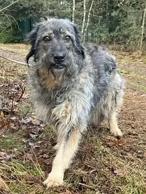 Dascha – Briard – Bild 5