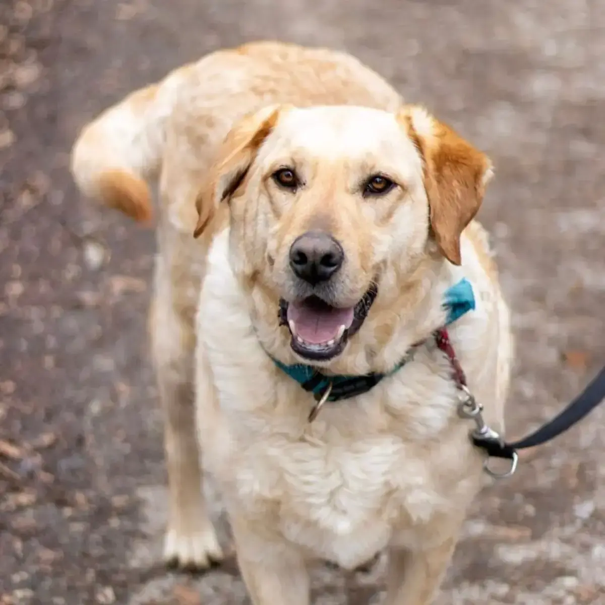 Labrador Retriever-Mix Dudley