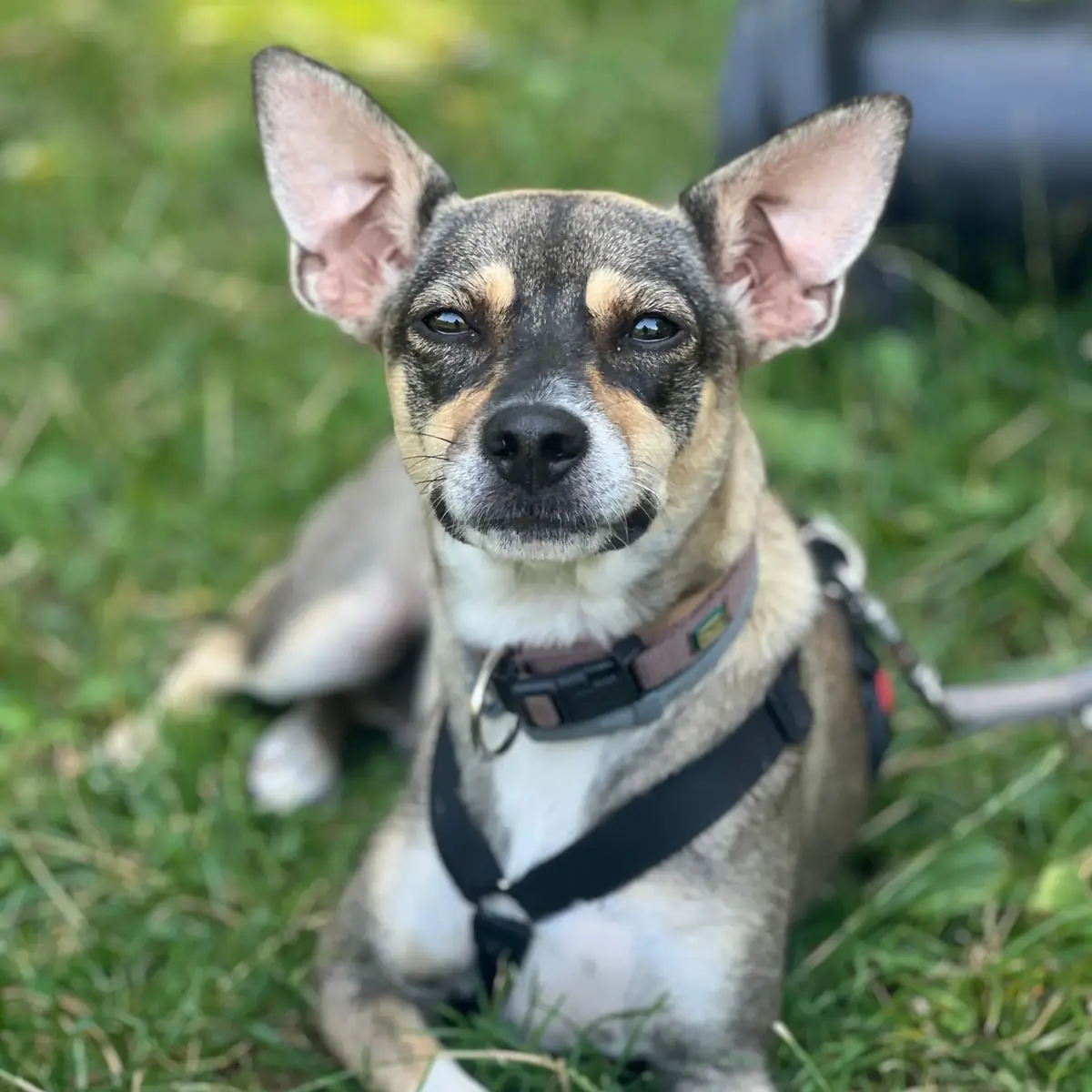 Lyra -  - Bild 1