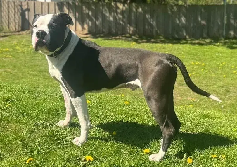 Bounty - American Staffordshire Terrier - Bild 2