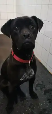 Bonnie – Cane Corso Italiano – Bild 15