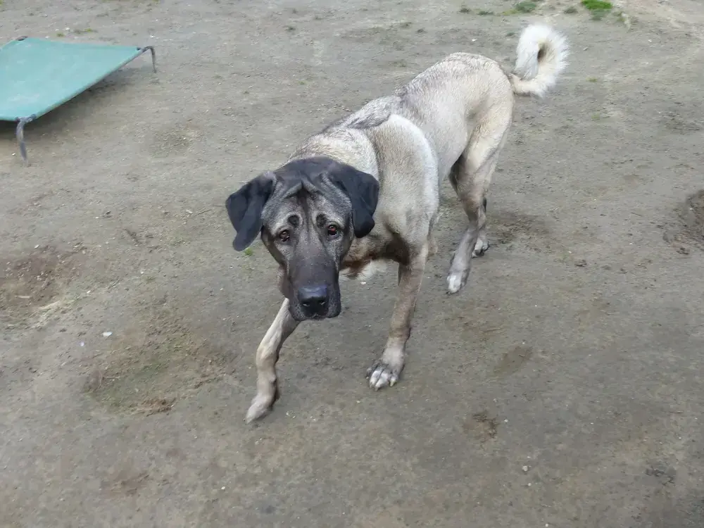 Pascha - Kangal-Hirtenhund - Bild 2