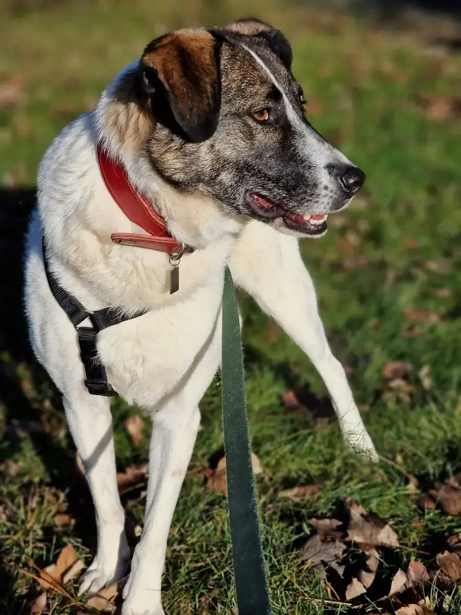 Emma -  - Bild 3