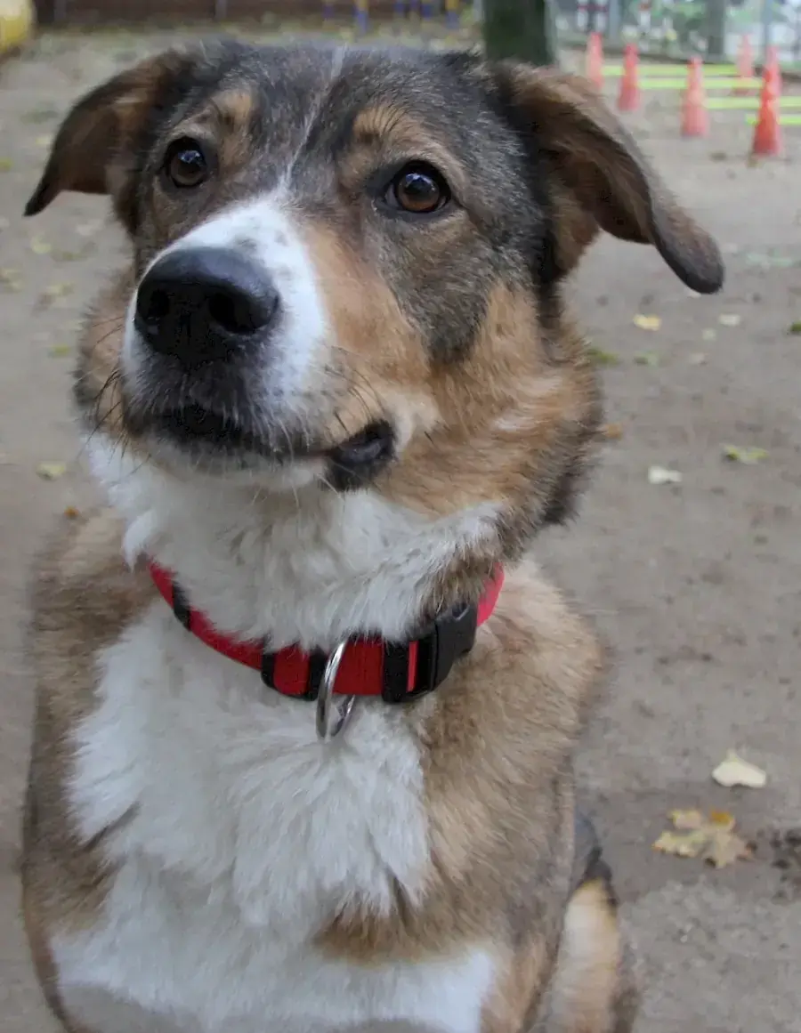 Amy - Deutscher Schäferhund - Bild 3