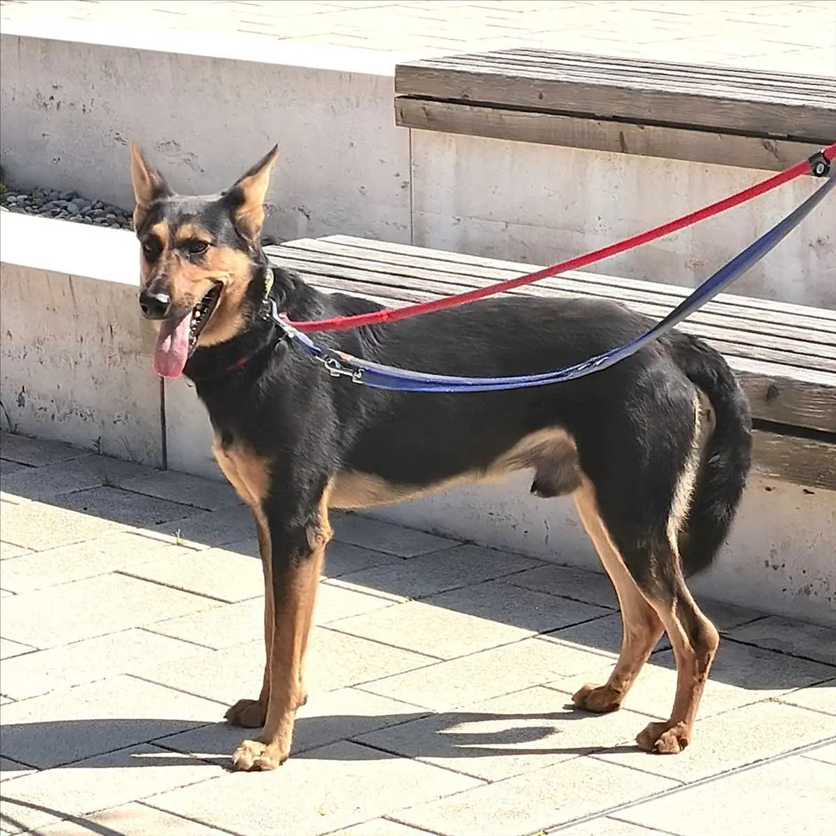 Louis - Deutscher Schäferhund - Bild 3