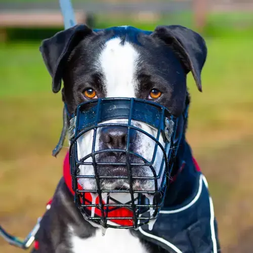 Hugo -  - Bild 1