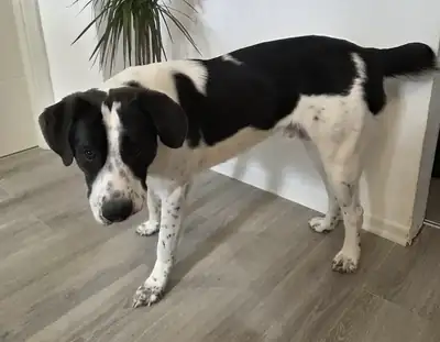 Sammy – Hund – Bild 6