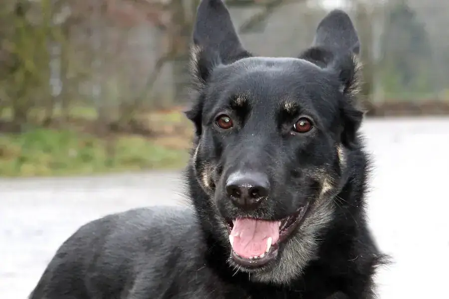 Amy - Deutscher Schäferhund - Bild 1