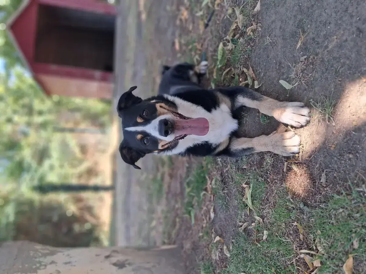 Balu -  - Bild 2