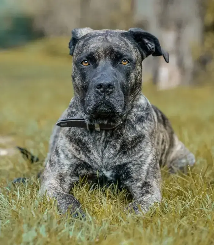 Cora - Dogo Canario - Bild 8