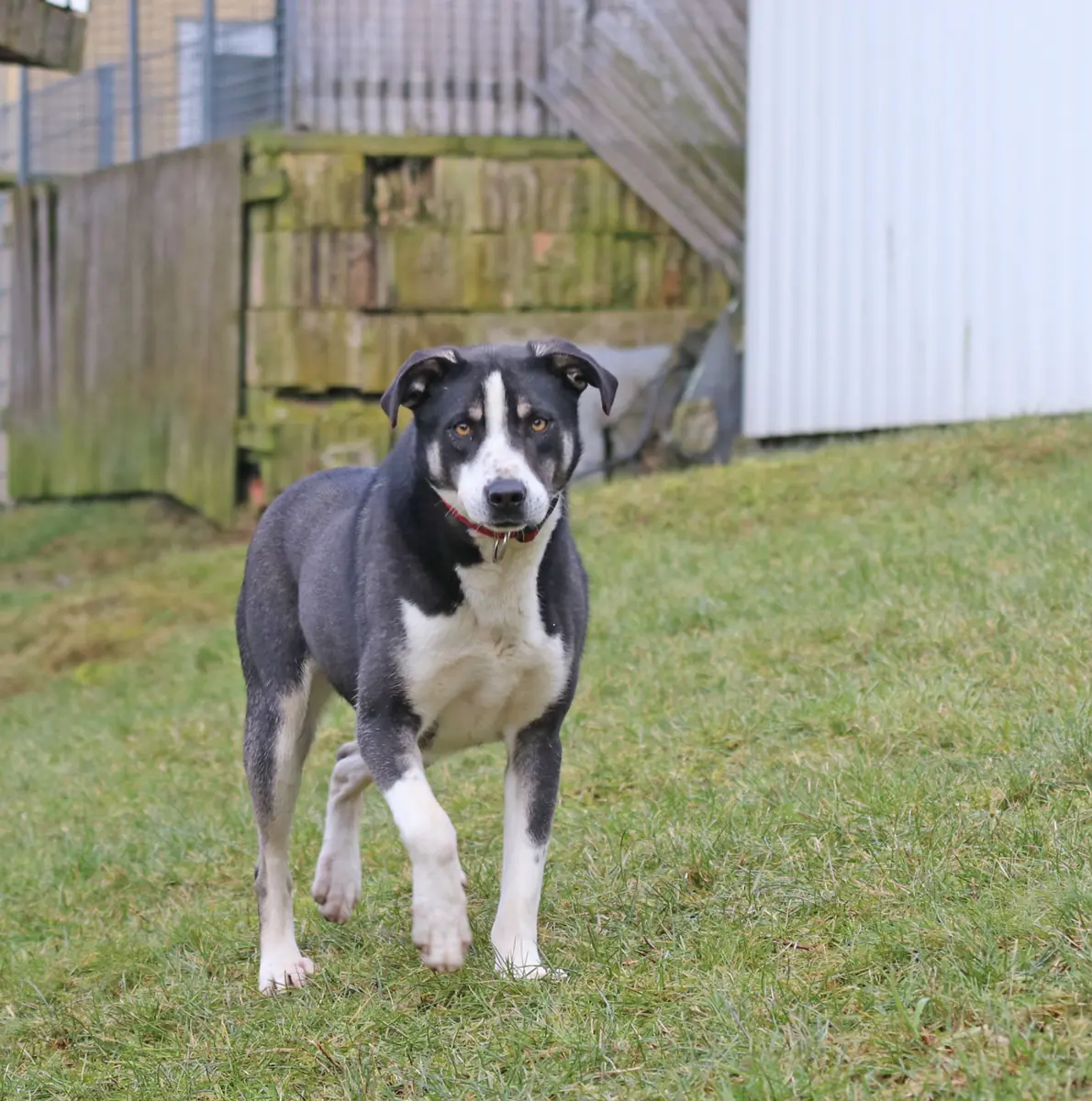 Buddy -  - Bild 6
