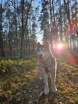 Appa – Hund – Bild 3