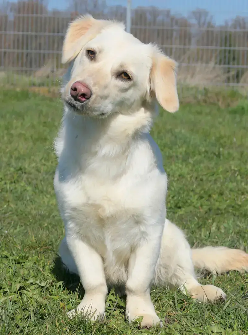 Benson - Dackel - Bild 3