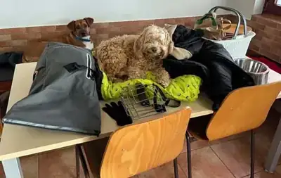 Yoshi – Hund – Bild 8