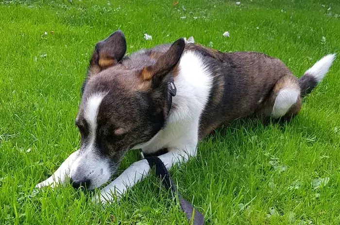 Cosmo -  - Bild 1