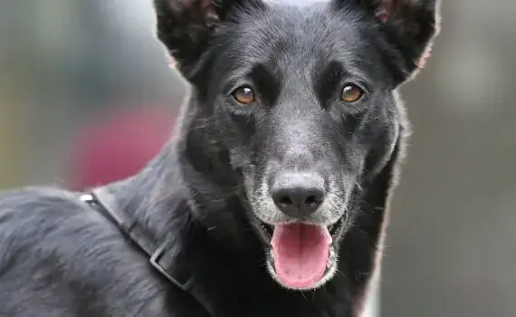 Tuco -  - Bild 3